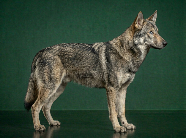 American Wolfdog: The Complete Breed Guide.