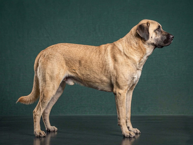 Anatolian Shepherd Dog