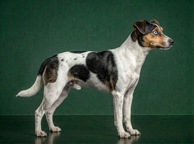 Andalusian Terrier: The Complete Breed Guide.
