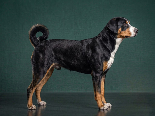 Appenzeller Sennenhund: The Complete Breed Guide.