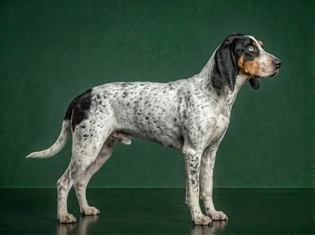 Ariegeois: The Complete Breed Guide.