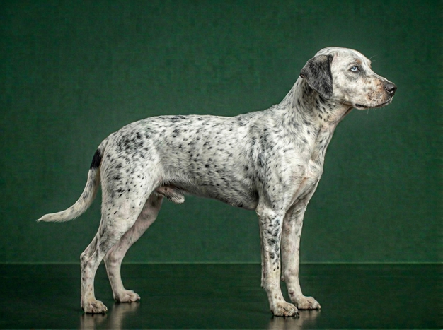 Askal: The Complete Breed Guide.