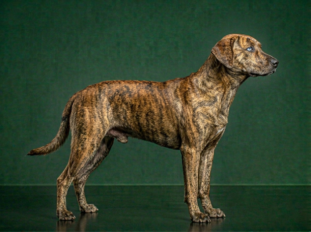 Aso ng Gubat: The Complete Breed Guide.
