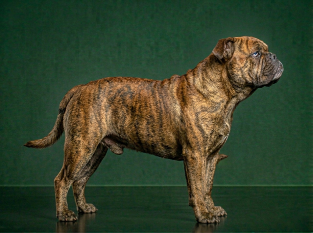 Australian Bulldog: The Complete Breed Guide.