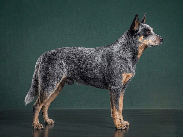 Australian Cattle Dog: The Complete Breed Guide.