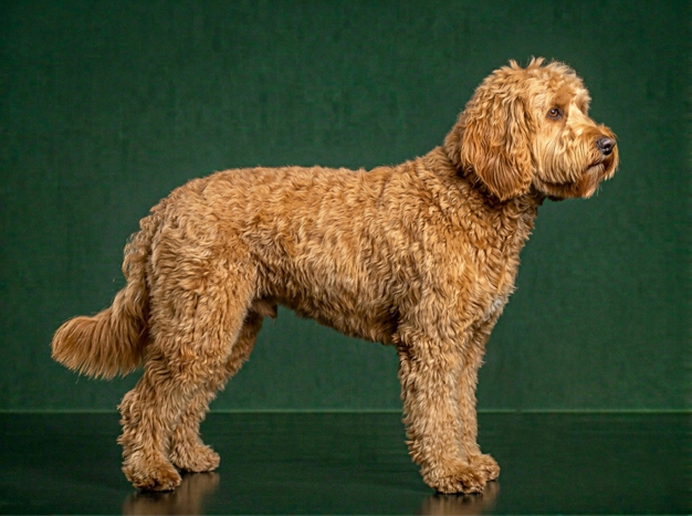 Australian Cobberdog: The Complete Breed Guide.