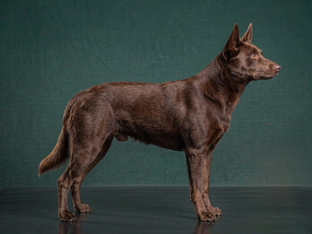 Australian Kelpie: The Complete Breed Guide.
