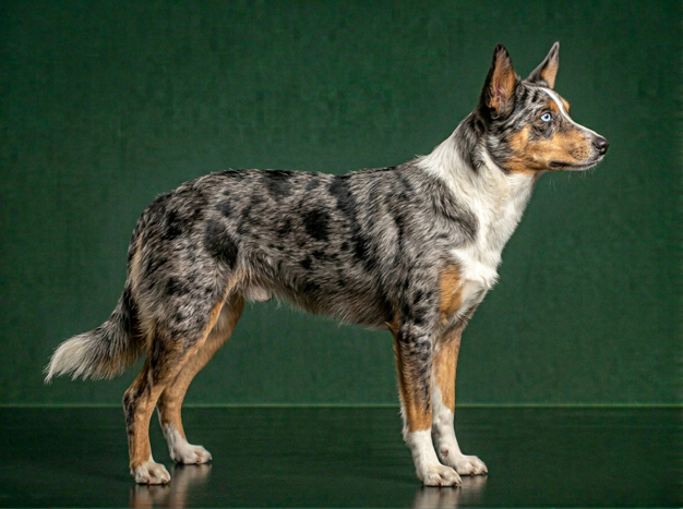 Australian Koolie: The Complete Breed Guide.