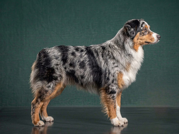 Australian Shepherd: The Complete Breed Guide.