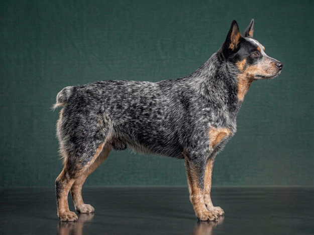 Australian Stumpy Tail Cattle Dog: The Complete Breed Guide.