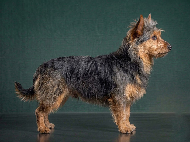 Australian Terrier: The Complete Breed Guide.