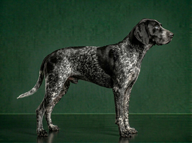 Auvergne Pointer: The Complete Breed Guide.