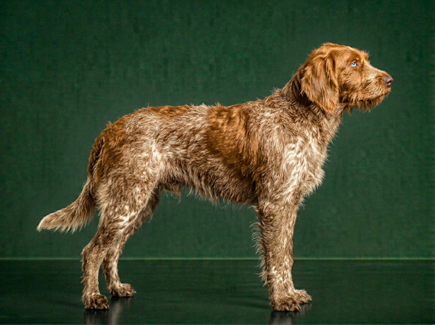 Auvergne Shepherd: The Complete Breed Guide.