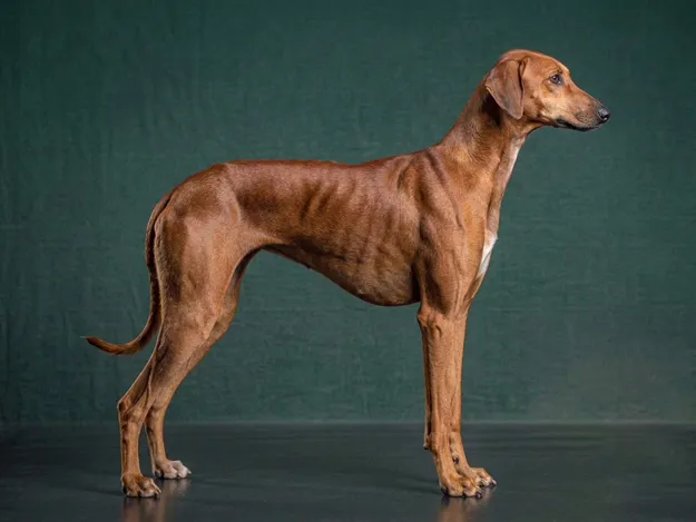 Azawakh: The Complete Breed Guide.