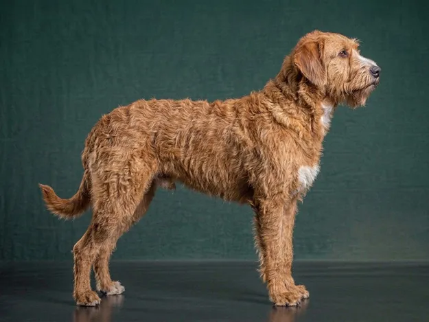 Barbado da Terceira: The Complete Breed Guide.