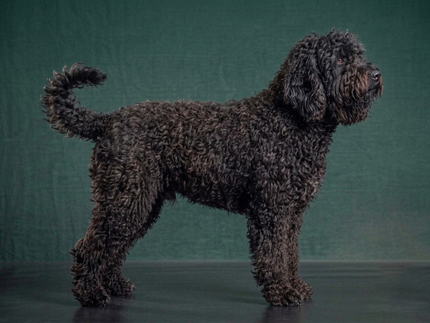 Barbet: The Complete Breed Guide.