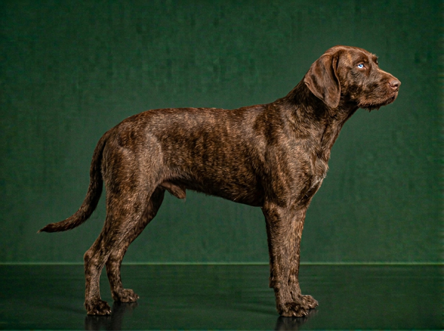Bardino Majorero: The Complete Breed Guide.