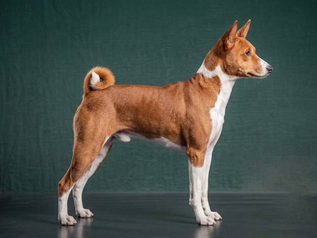 Basenji: The Complete Breed Guide.