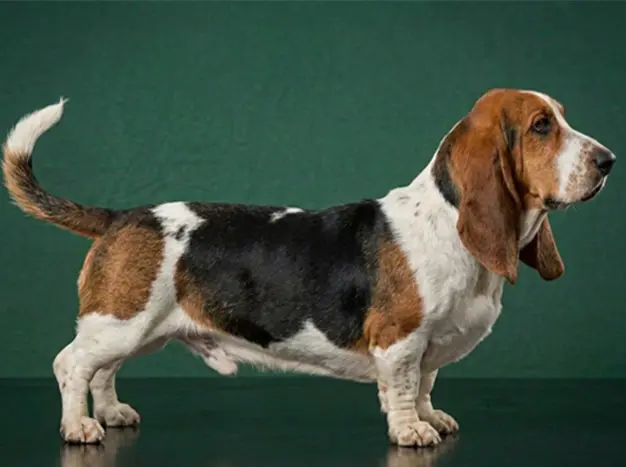 Basset Artesien Normand: The Complete Breed Guide.