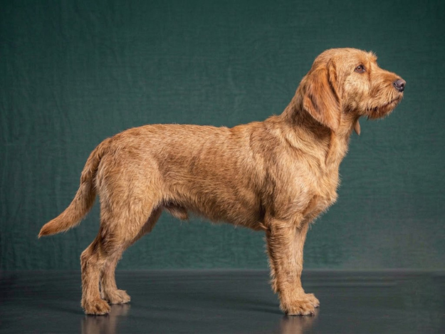 Basset Fauve de Bretagne: The Complete Breed Guide.