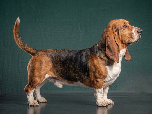 Basset Hound: The Complete Breed Guide.