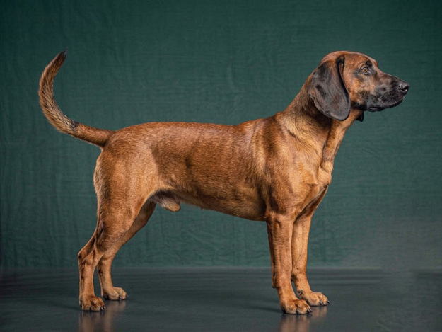 Bavarian Mountain Scent Hound