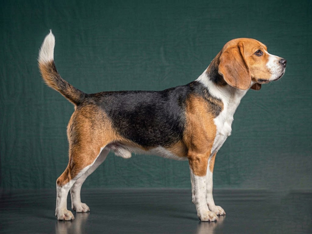 Beagle: The Complete Breed Guide.