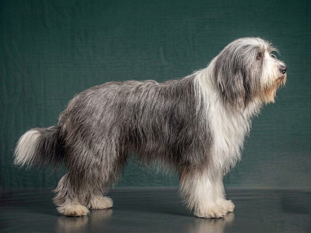 Bearded Collie: The Complete Breed Guide.