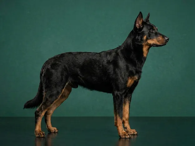 Beauceron: The Complete Breed Guide.