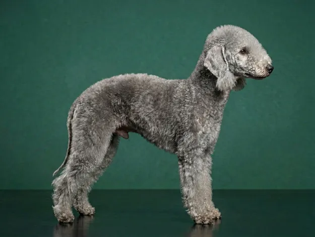 Bedlington Terrier: The Complete Breed Guide.