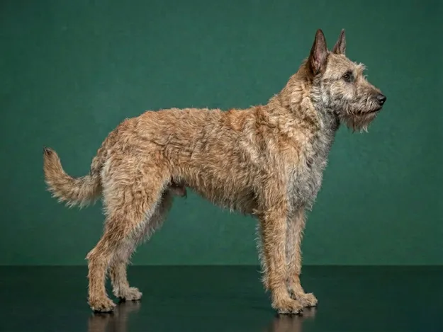Belgian Laekenois: The Complete Breed Guide.