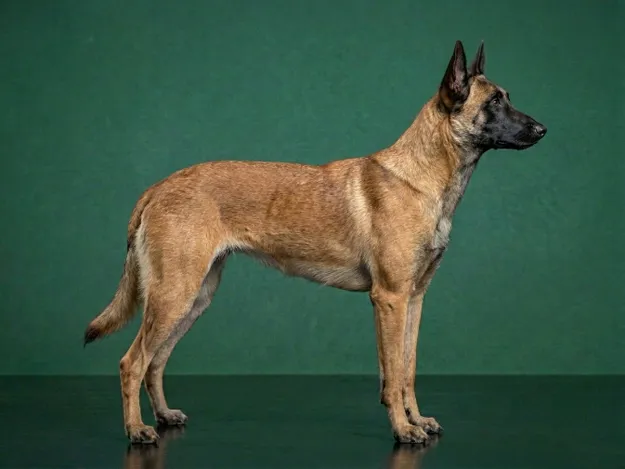 Belgian Malinois: The Complete Breed Guide.