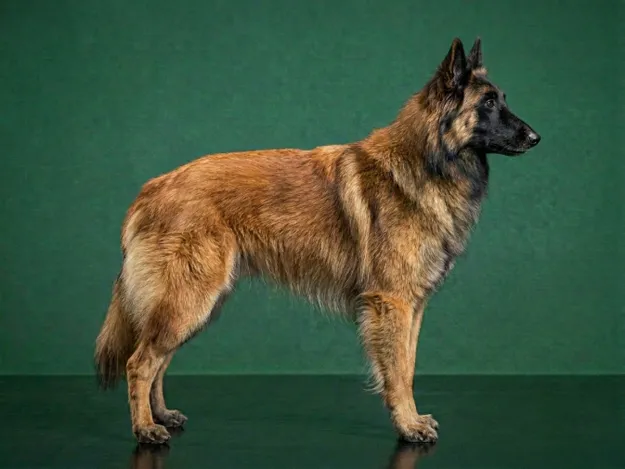 Belgian Tervuren: The Complete Breed Guide.