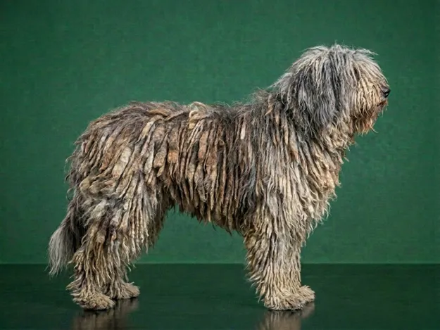 Bergamasco Sheepdog: The Complete Breed Guide.