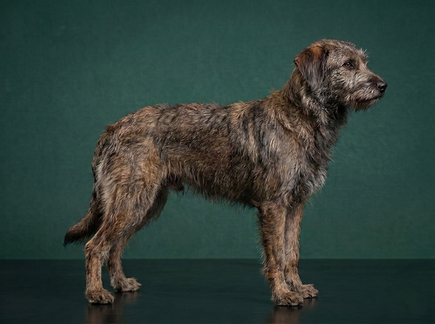 Berger de Crau: The Complete Breed Guide.