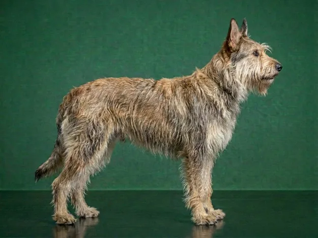 Berger Picard: The Complete Breed Guide.