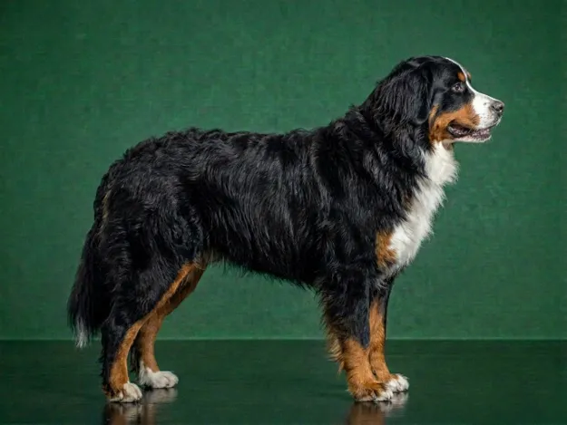 Bernese Mountain Dog: The Complete Breed Guide.