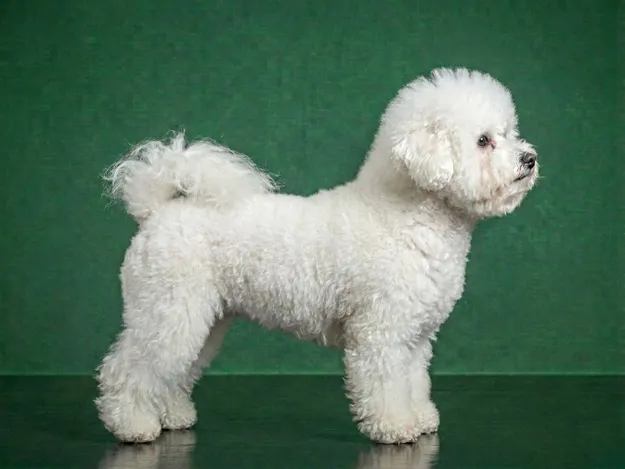 Bichon Frise: The Complete Breed Guide.