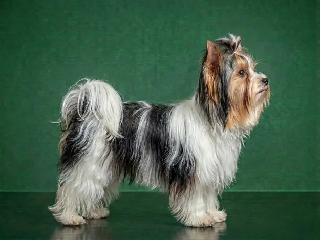 Biewer Terrier: The Complete Breed Guide.