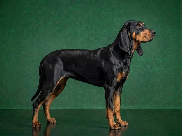 Black and Tan Coonhound