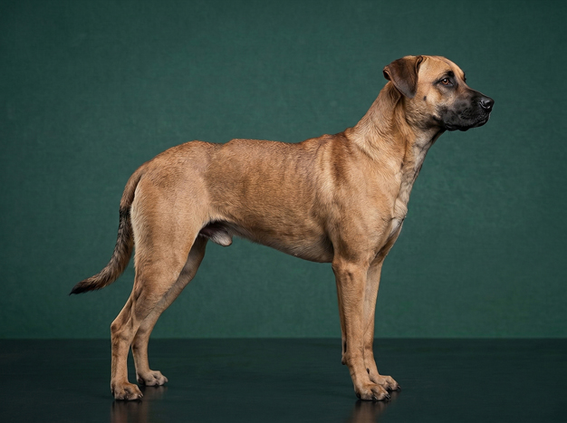 Black Mouth Cur: The Complete Breed Guide.