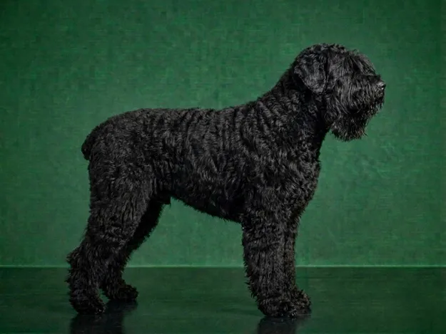 Black Russian Terrier: The Complete Breed Guide.