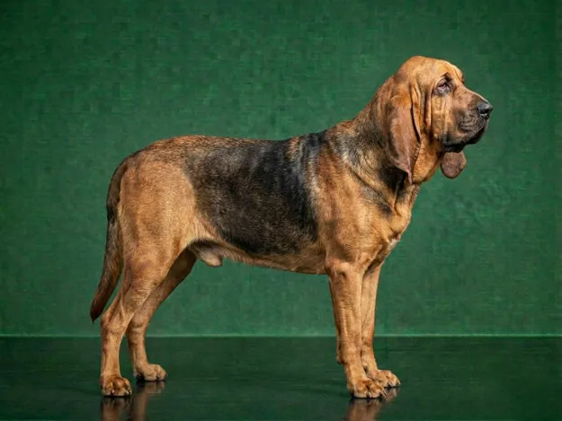 Bloodhound: The Complete Breed Guide.