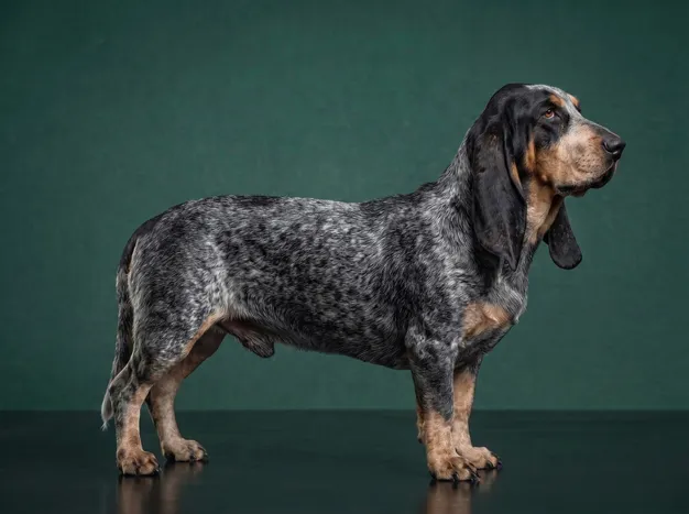 Blue Gascony Basset: The Complete Breed Guide.