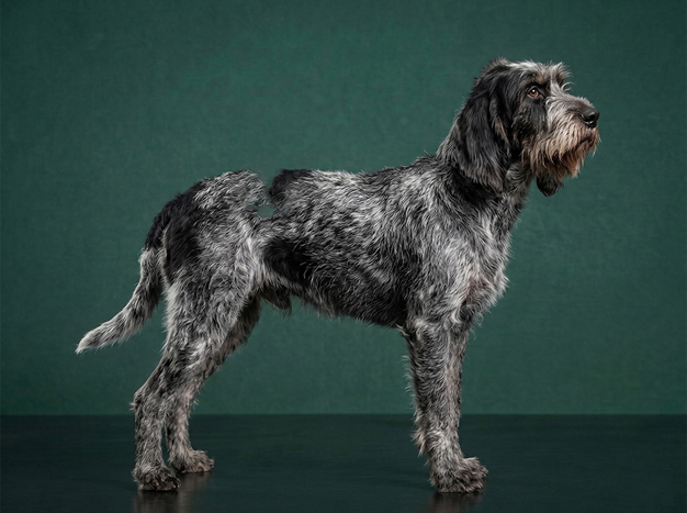 Blue Gascony Griffon: The Complete Breed Guide.