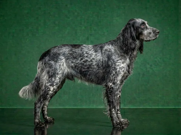 Blue Picardy Spaniel: The Complete Breed Guide.