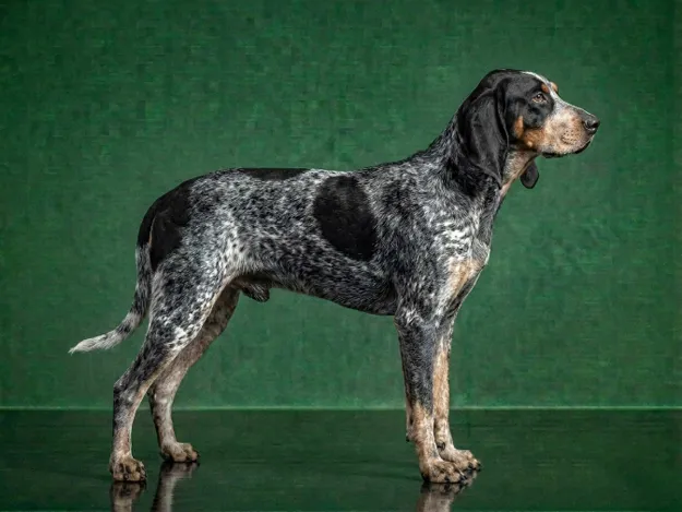 Bluetick Coonhound: The Complete Breed Guide.