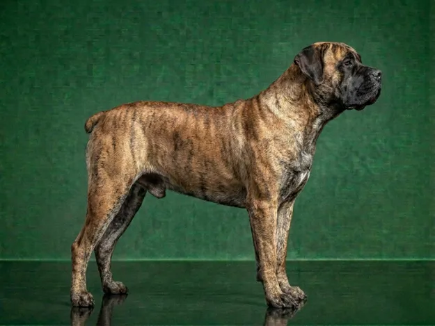 Boerboel: The Complete Breed Guide.