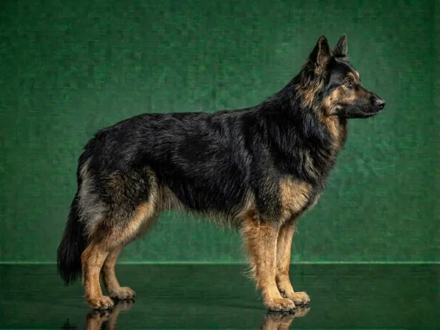 Bohemian Shepherd: The Complete Breed Guide.