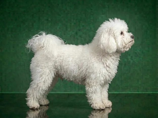 Bolognese: The Complete Breed Guide.